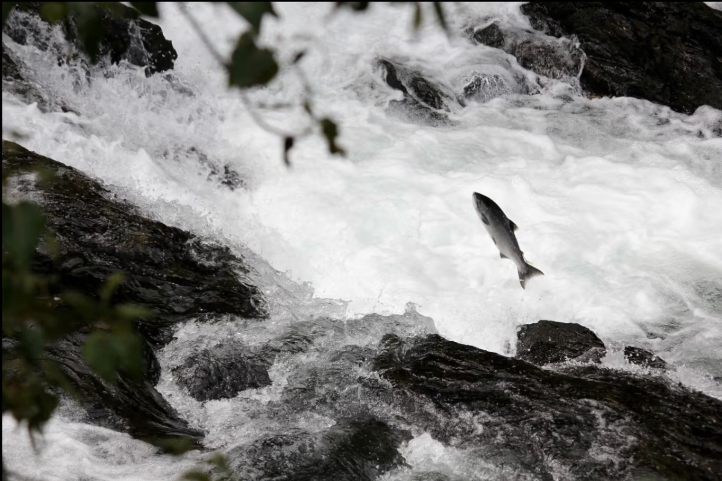 Salmon leaping upstream