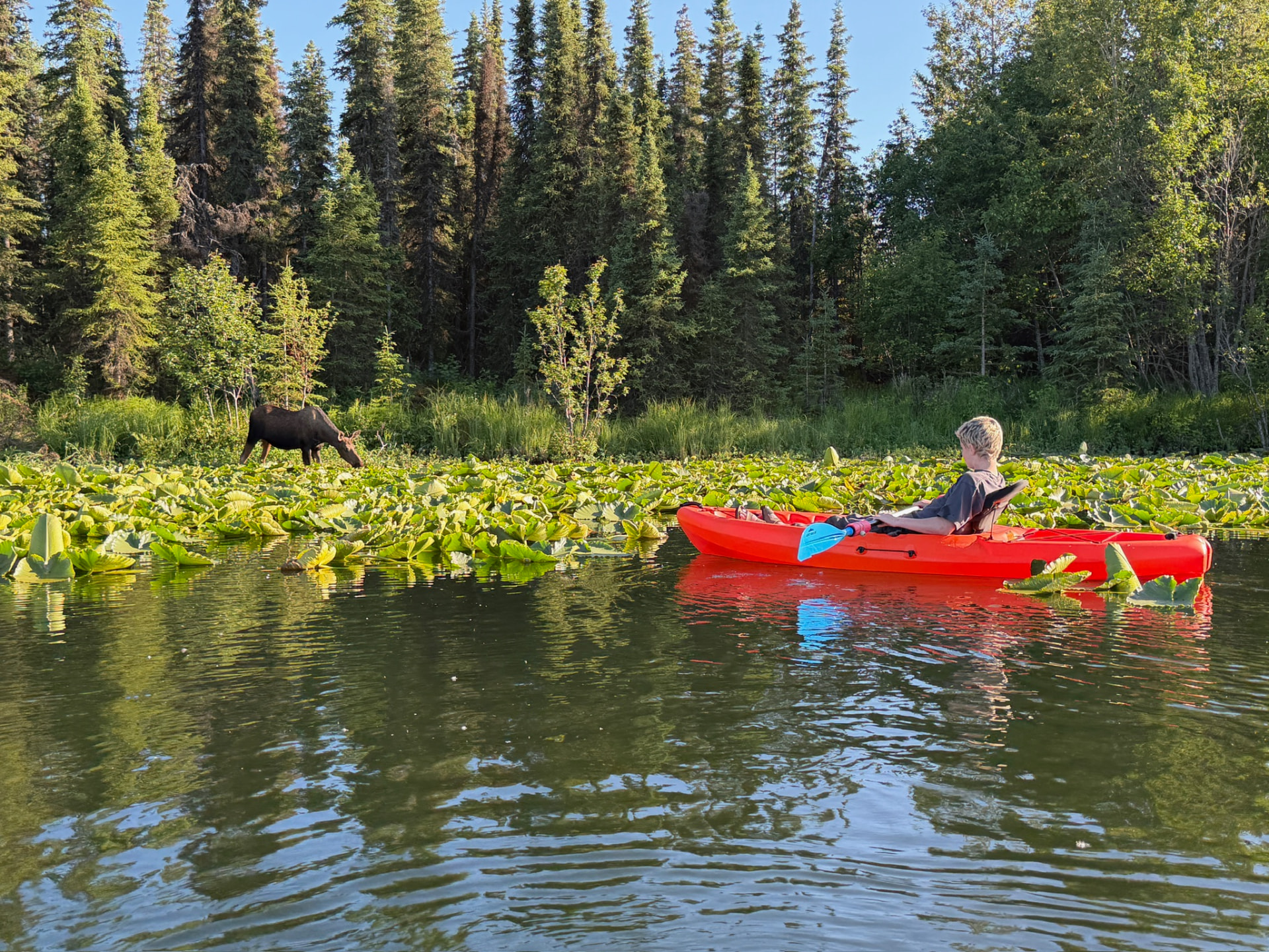 Kayaker watching a moose feed along a lily-pad lake