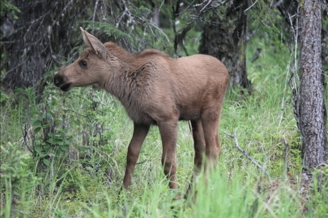 Young moose calf in the spruce