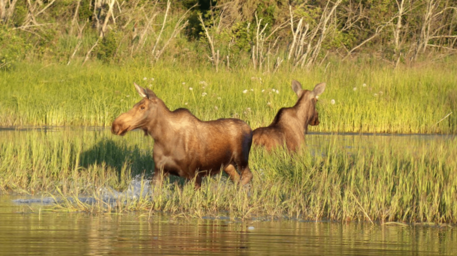 Moose cow and calf in a meadow